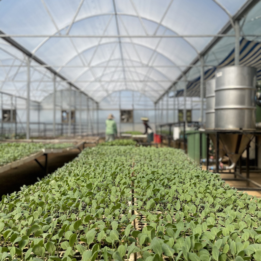 Plants growing at Project Canaan to fight hunger in Eswatini.