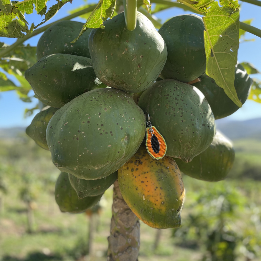 An avocado tree with an avocado keychain hanging from it.