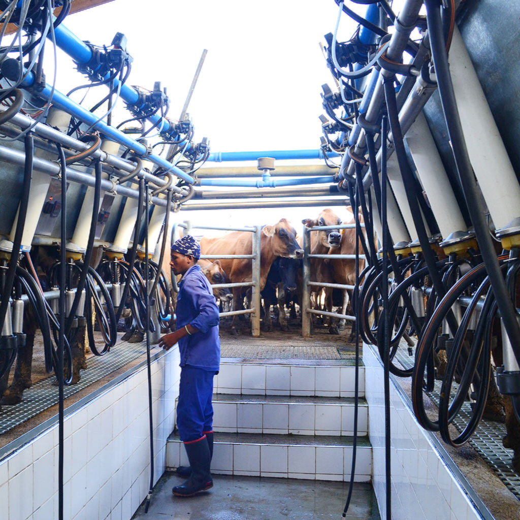 Picture of cows getting ready to be milked.