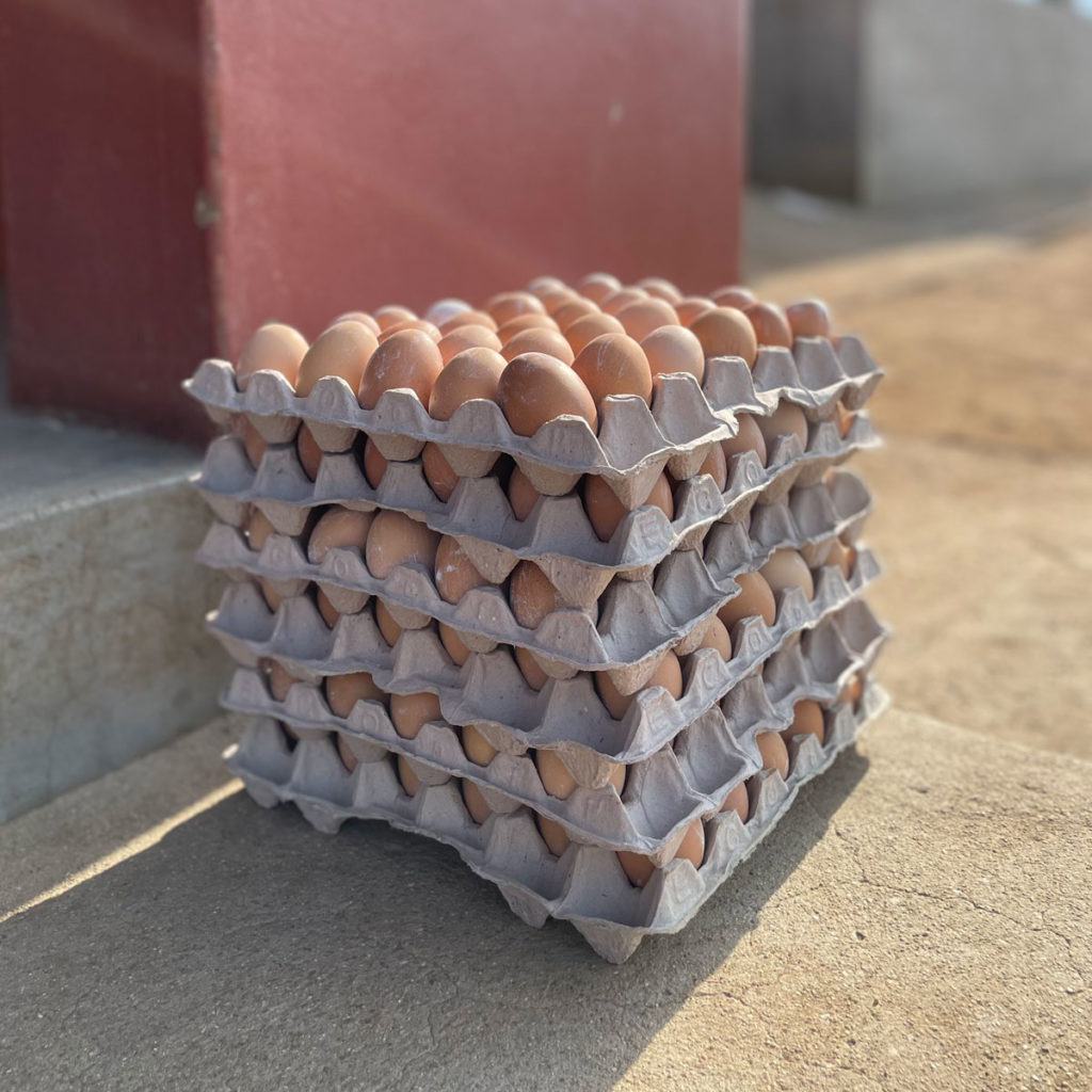 Racks of eggs from Project Canaan egg farm.