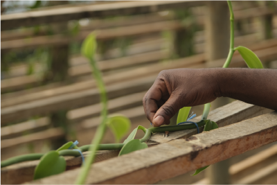 Greenhouse farming initiative