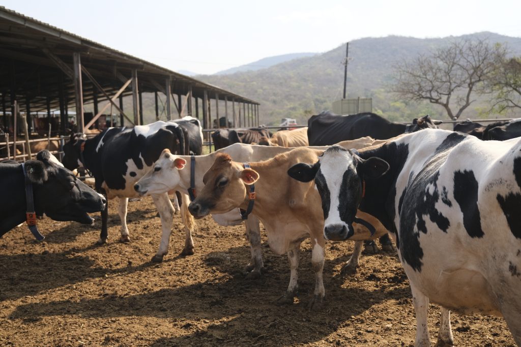 dairy farming in Africa