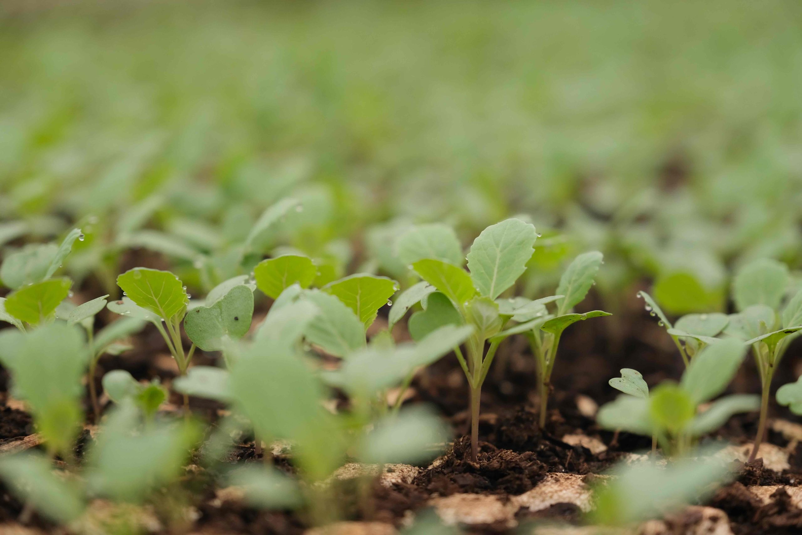 why development projects need to slow down